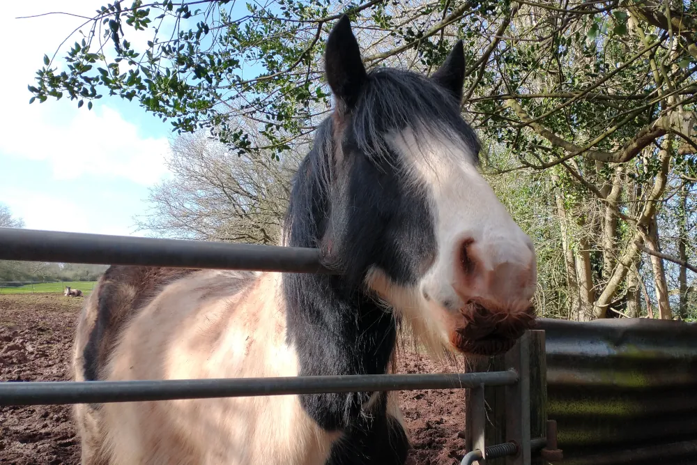 Horse saying hello during walk along Hambeer Lane, Exeter