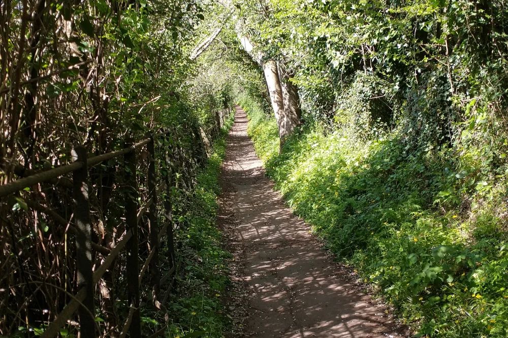 Countryside footpath coming up from large oak tree on Exeter - Ide walk