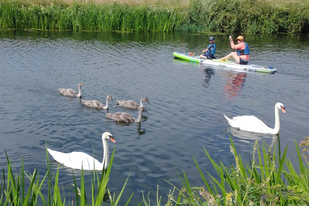 Family of swans on the Exeter Ship Canal