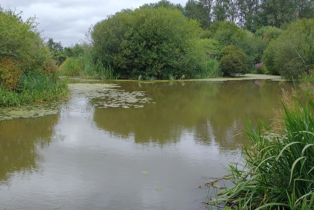 Harpers Pond beside the Exeter Ship Canal