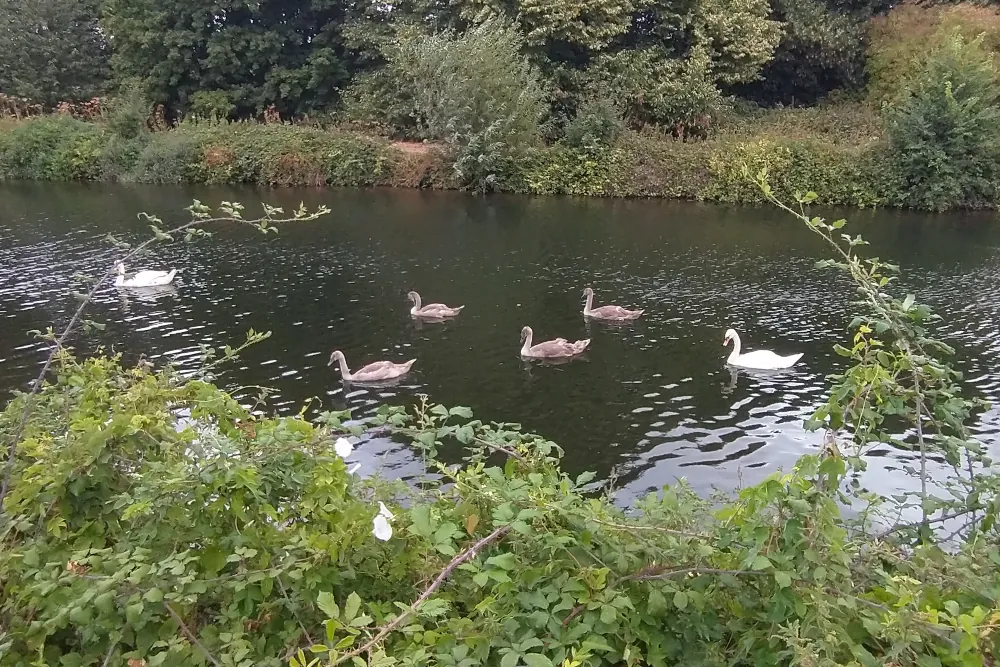 Family of swans on the Exeter Ship Canal