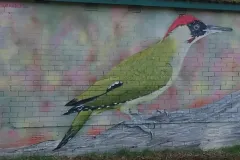 Woodpecker