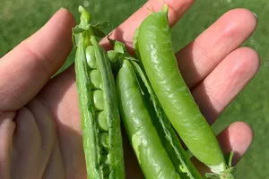 Save your seeds and share a meal